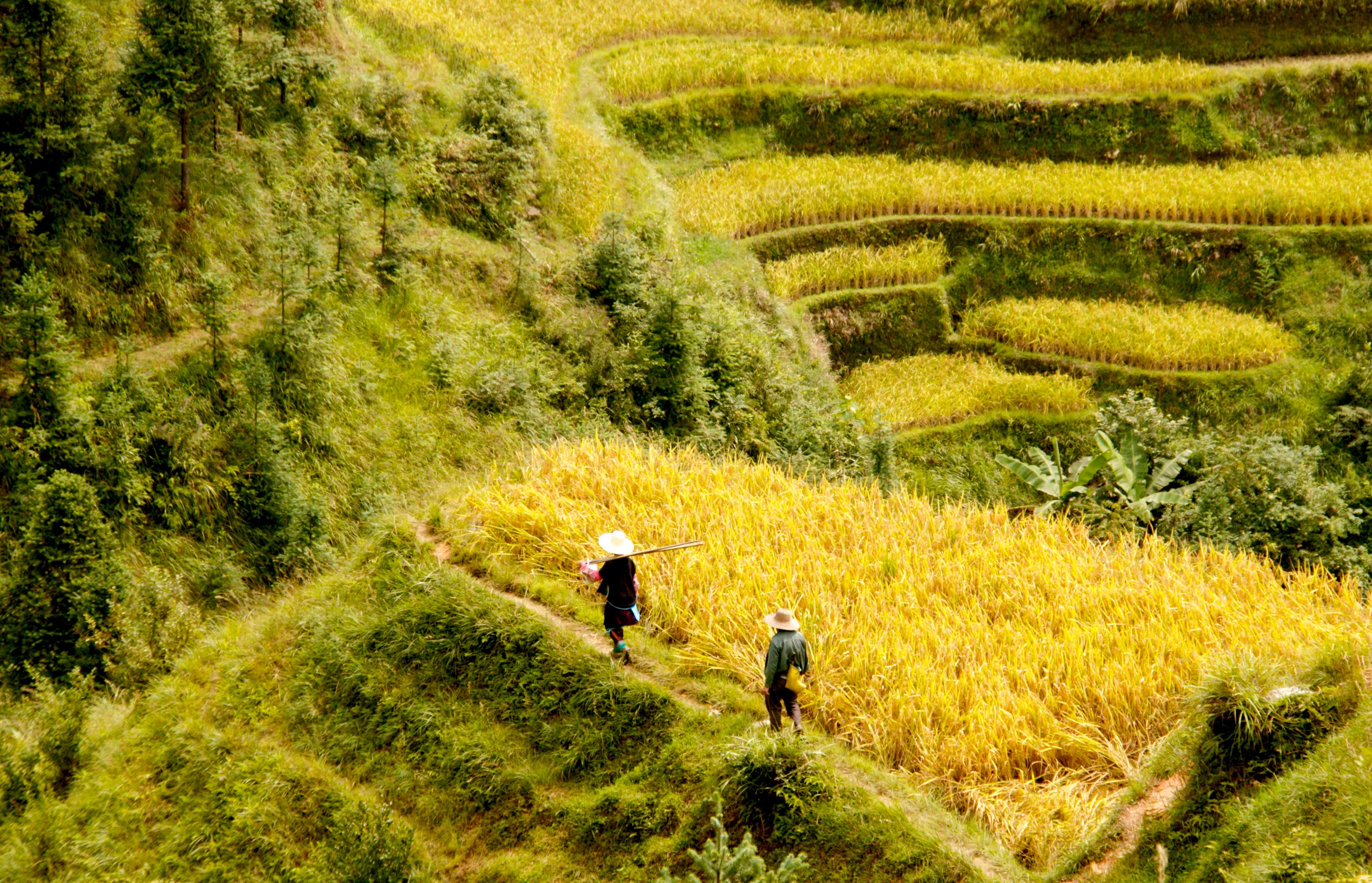 秋天秋收梯田(1).jpeg
